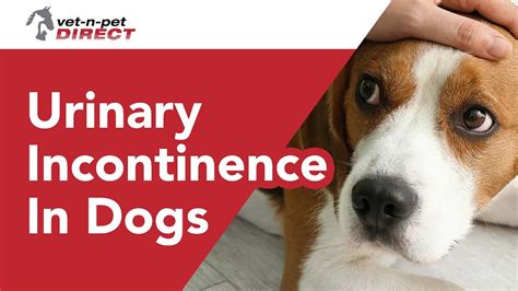 dog incontinence after spay|How to Treat Spay Incontinence in Female Dogs: 7。